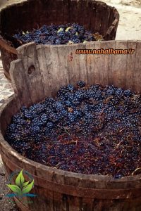 مقاله: کاربردهای انگور مویز در تولید شراب و صنعت بزرگ بازرگانی
