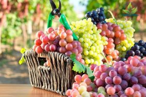 مقاله:بهترین گزینه برای کاشت نهال انگور در باغ